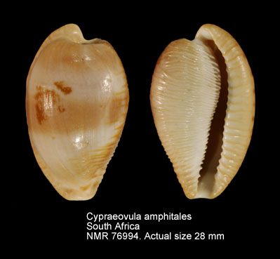 Cypraeovula amphitales.jpg - Cypraeovula amphitales(Melvill,1888)